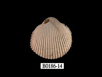 藏品(多刺鳥尾蛤)的圖片